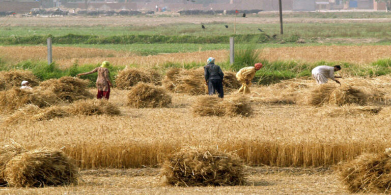 Bank Alfalah launches Pakistan’s first digital agriculture financing