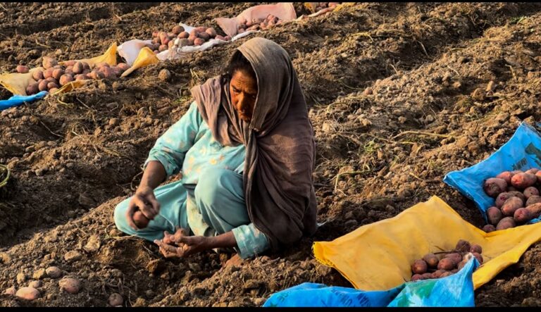 Aisha Bibi is working in potatao Farms in 82/6 R, Sahiwal, Punjab